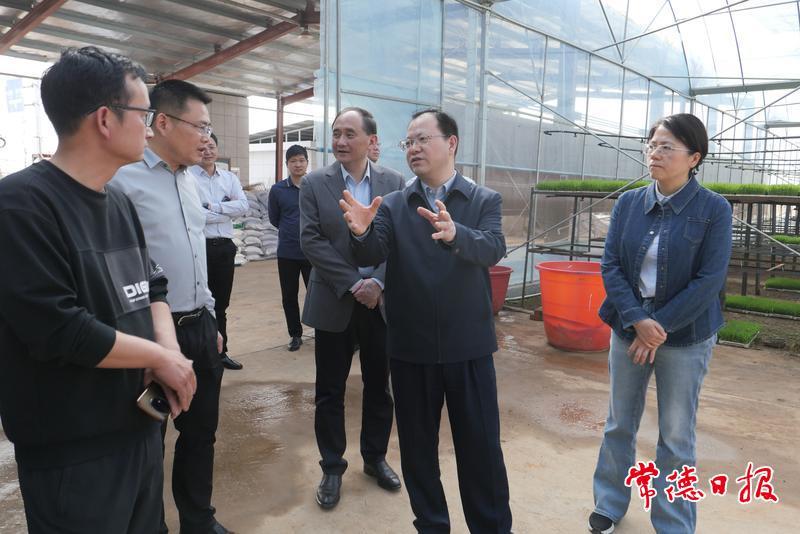 周振宇在桃源县枫树维回乡粮食生产（早专晚优）展示区调研