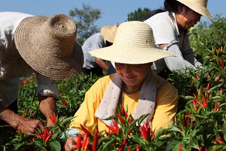 桃源县辣椒种植大户喜获丰收