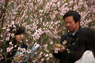 早春“三月桃”绽放