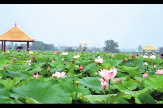 荷花映得“天池”美