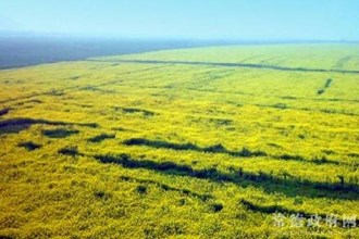 安乡：油菜花绽放正当时 网友列7条“采花大道”