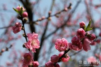桃花源景区旅游持续升温