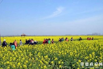阳春三月 十美堂邀您共浴油菜花海（组图）