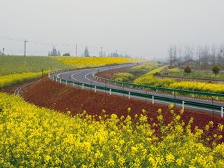 鲜花大道