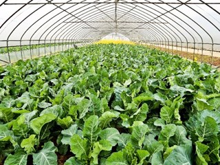 蔬菜公园