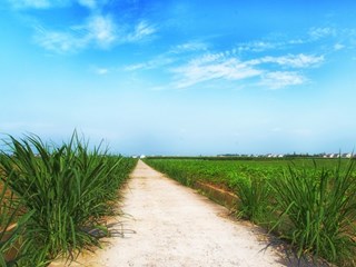 苜蓿基地