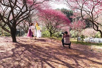 梅花基地落英缤纷