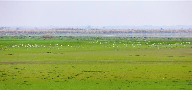 【生态】汉寿县：各类国家珍稀保护鸟类冬栖青山湖候鸟苑