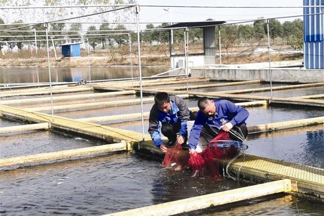 【经济】安乡县：内循环流水槽生态养殖受市场欢迎