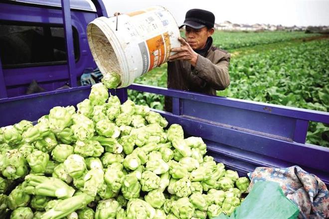 【经济】汉寿县：本地时令蔬菜收获忙