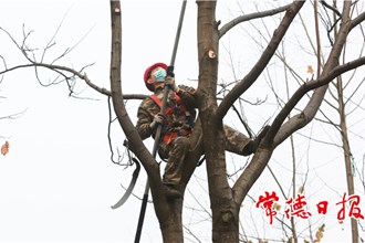 【社会】青年修剪队上树“整活儿”