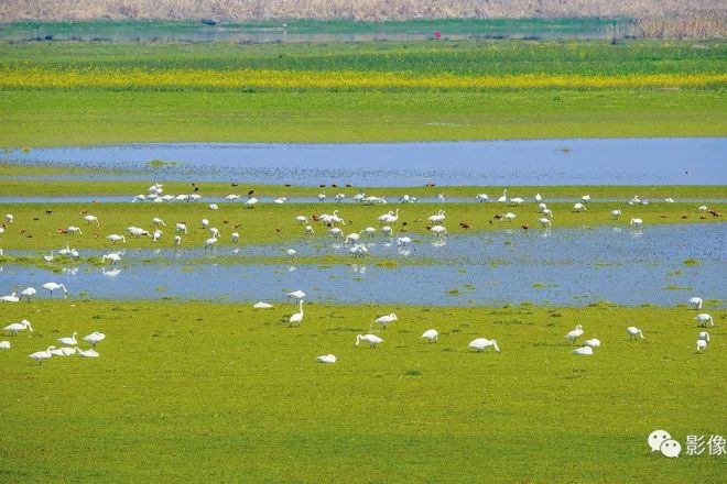 西洞庭湖的“爱鸟人” 10余年拍摄鸟照数万张！【组图】