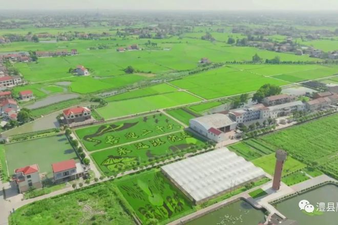 【社会】澧县以“稻”作画 绘出美丽乡村图