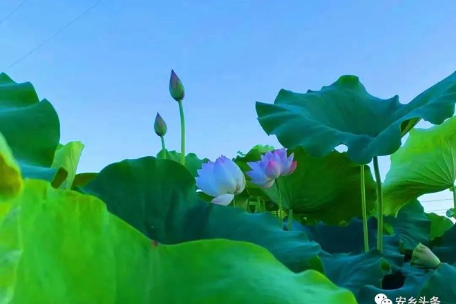 【社会】惊艳！安乡荷花已盛开，送你满屏清凉