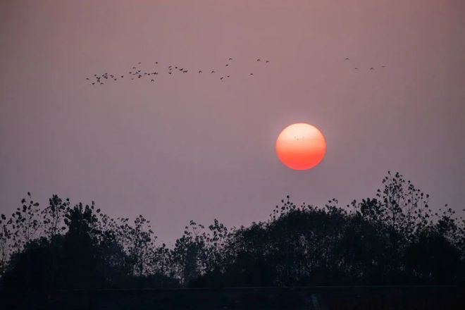 【生态】新华社推介|常德：候鸟翔集西洞庭