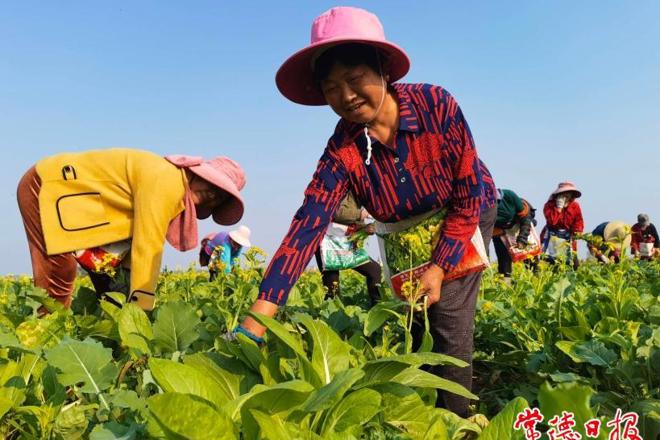 【社会】安乡县安福村“小产业”作“大文章”