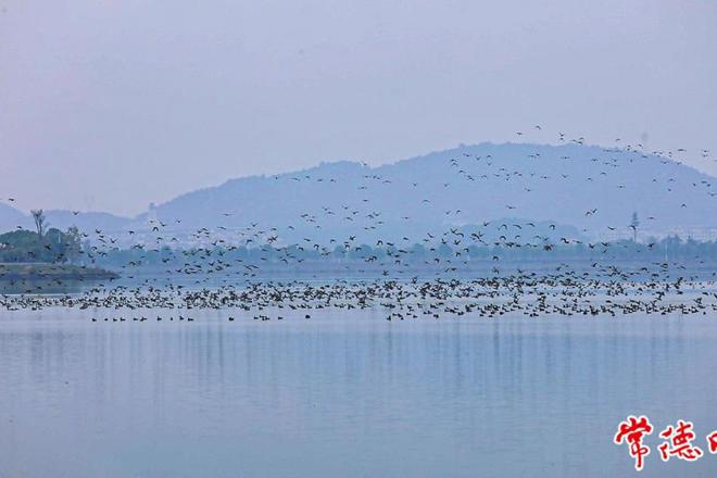 【生态】大批候鸟飞抵柳叶湖过冬