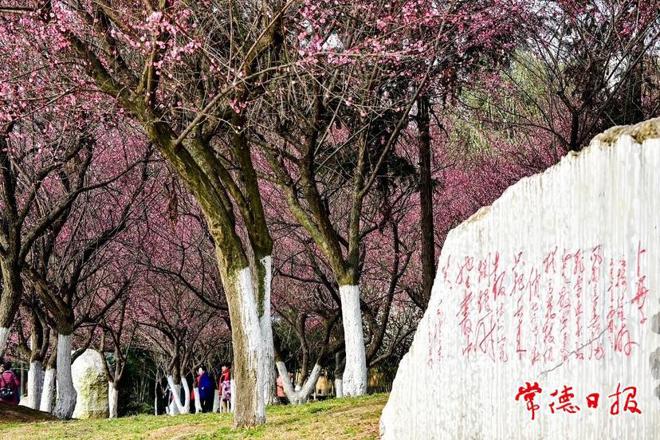 【社会】常德诗墙公园邀广大市民入园赏梅