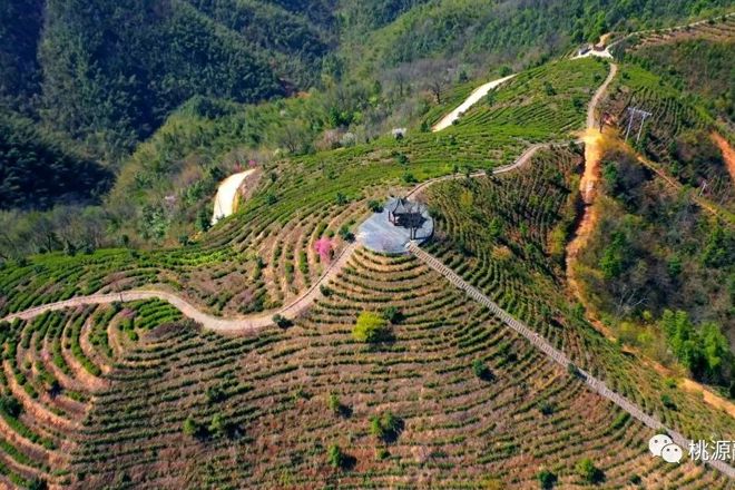 【经济】桃花茶园美如画 茶农抢“鲜”开采忙