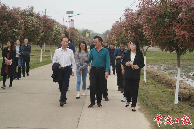 市领导调研沔泗村乡村振兴工作