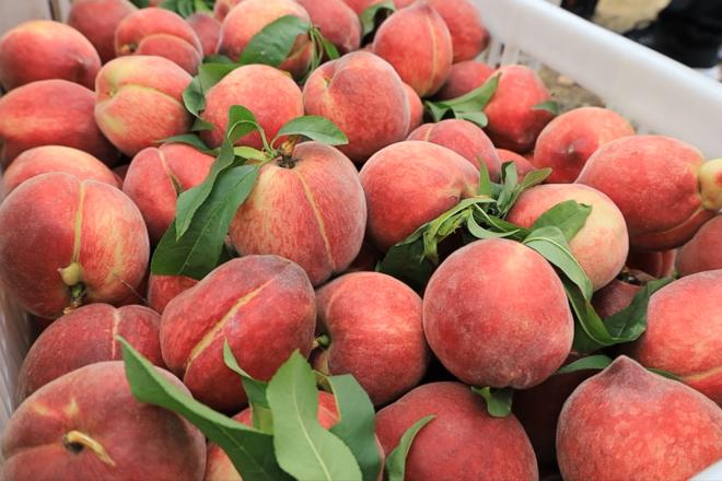 【社会】汉寿：桃子“抢鲜”上市 助力果农增收