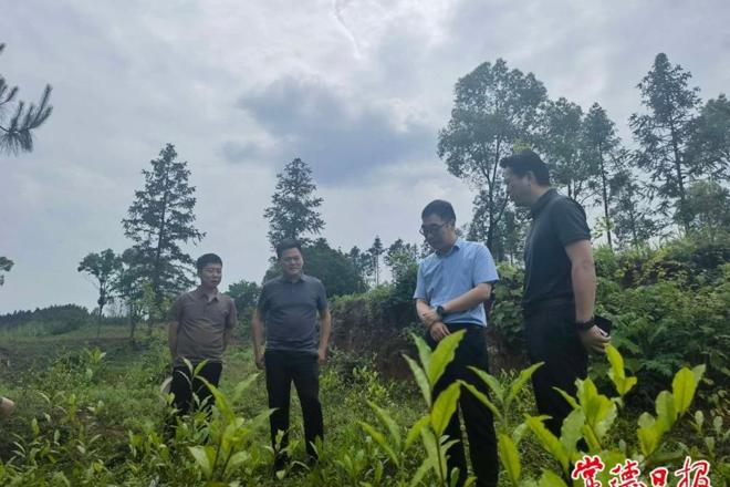 市领导调研乡村振兴工作