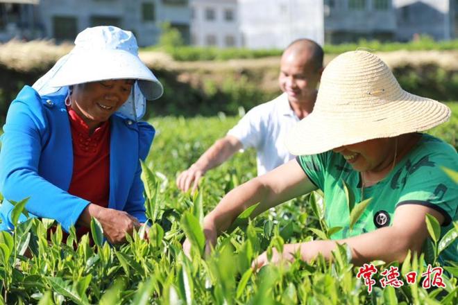【石门县】茶园茶飘香 茶农采摘忙