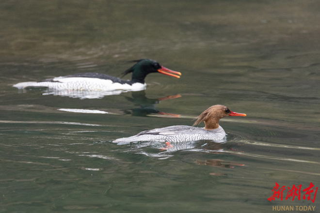 【组图】如约！121只中华秋沙鸭连续19年飞抵桃源越冬