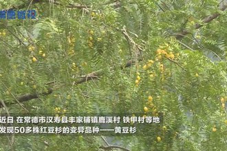 常德微视·汉寿：首次发现罕见“黄豆杉”