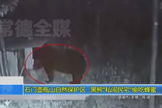 壶瓶山自然保护区：黑熊“私闯民宅”偷吃蜂蜜