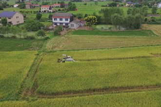 澧县：稻浪滚滚迎丰收 15万亩中稻收割忙