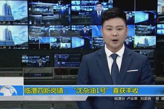 临澧四新岗镇：“沈杂油1号”喜获丰收