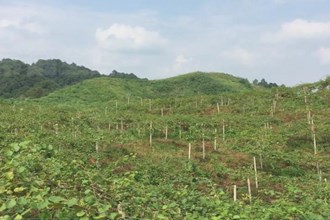 桃源理公港镇：高山猕猴桃 脱贫致富果