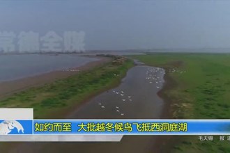 如约而至 大批越冬候鸟飞抵西洞庭湖