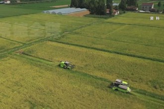 “常德香米”为农民增收1.5亿元