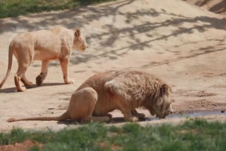 汉寿野生动物园 生态旅游受热捧