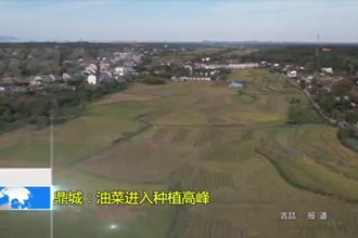 鼎城：油菜进入种植高峰