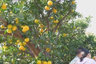 石门：电商助力 柑橘出村进城