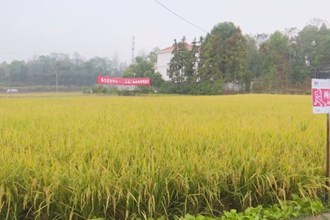 桃源：“再生稻+油菜”轮作 “种二收三”稳粮增油