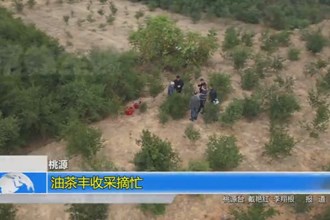 桃源：油茶丰收采摘忙