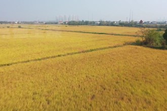 武陵：万亩优质晚稻迎丰收