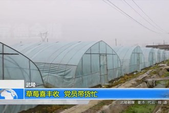 武陵：草莓喜丰收 党员带货忙