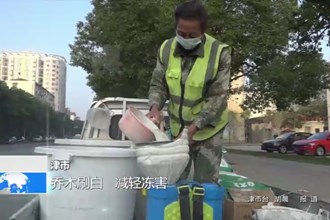 津市：乔木刷白 减轻冻害