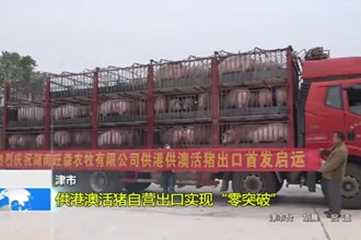 津市：供港澳活猪自营出口实现“零突破”
