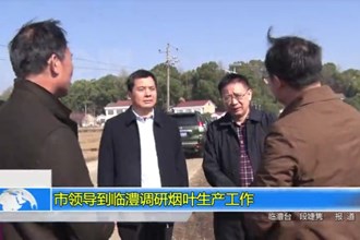 市领导到临澧调研烟叶生产工作