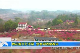 桃源：梅花盛开芬芳至 游客寻香踏春来