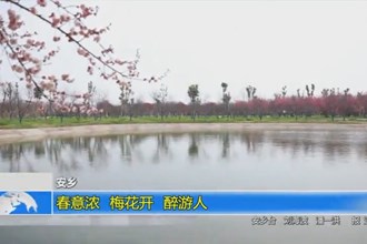 安乡：春意浓 梅花开 醉游人