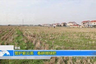 鼎城：管护紫云英 春耕做绿肥