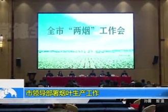 市领导部署烟叶生产工作