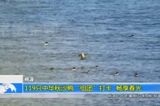桃源：119只中华秋沙鸭“组团”打卡 畅享春光